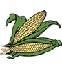 corn-2.gif
