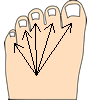 toes-2b.gif