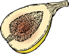 fig-2.gif