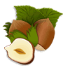 hazelnut.gif