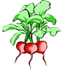 radish-2.gif