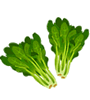 spinach-2.gif