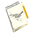 drawing-p.gif