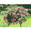 garden-2p.gif